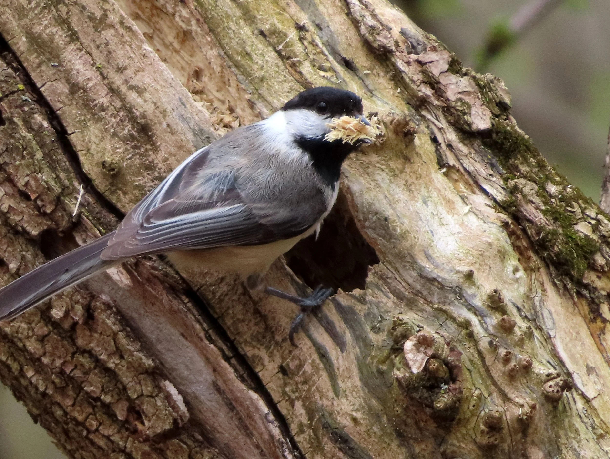 Tuesday Birding Club