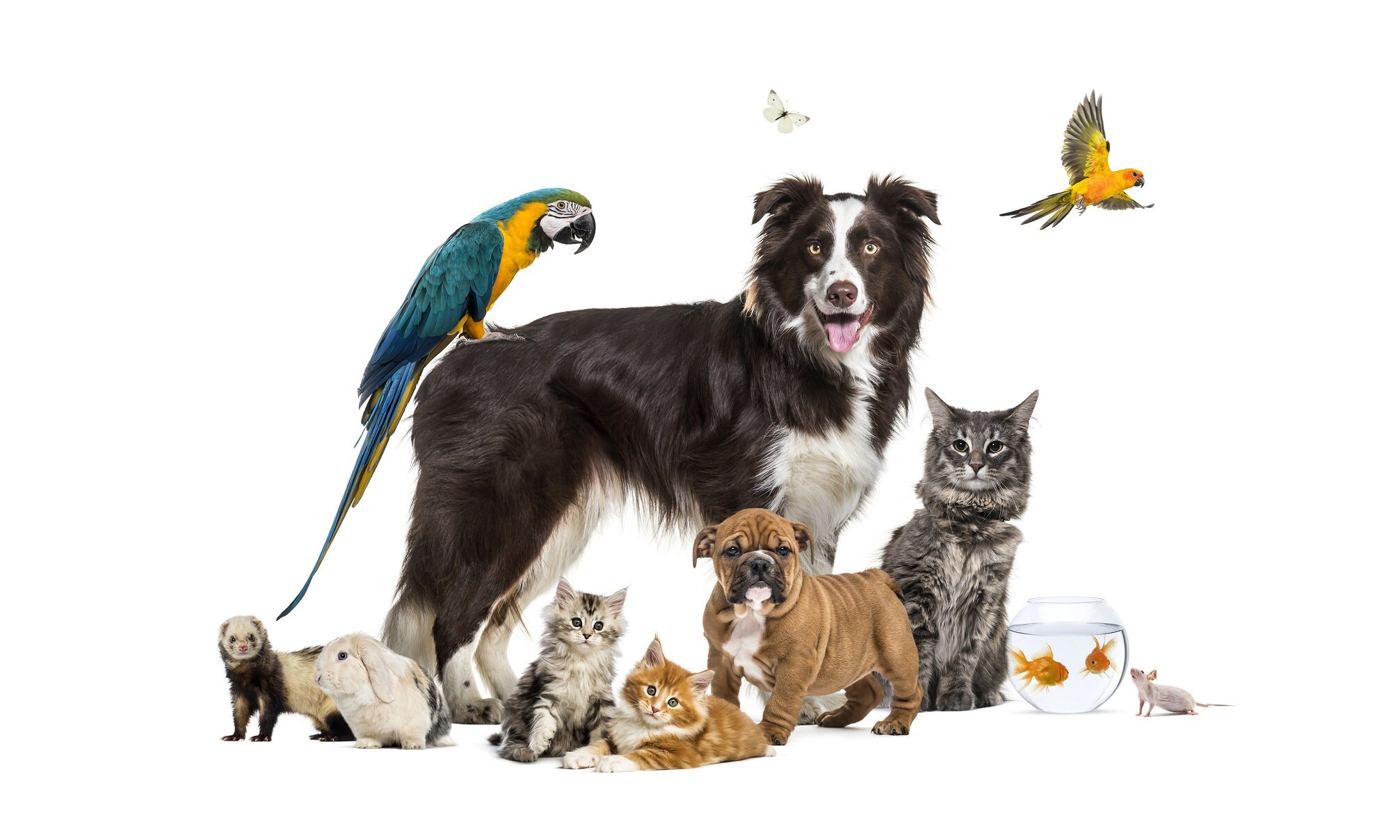 Albany, NY - Empire Pets- Dog Walking and Pet Sitting Services