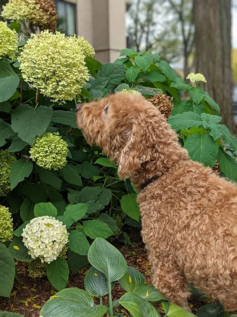 FAQ Dog Walking and Pet Sitting Dog Walking/Pet Sitting/Dog