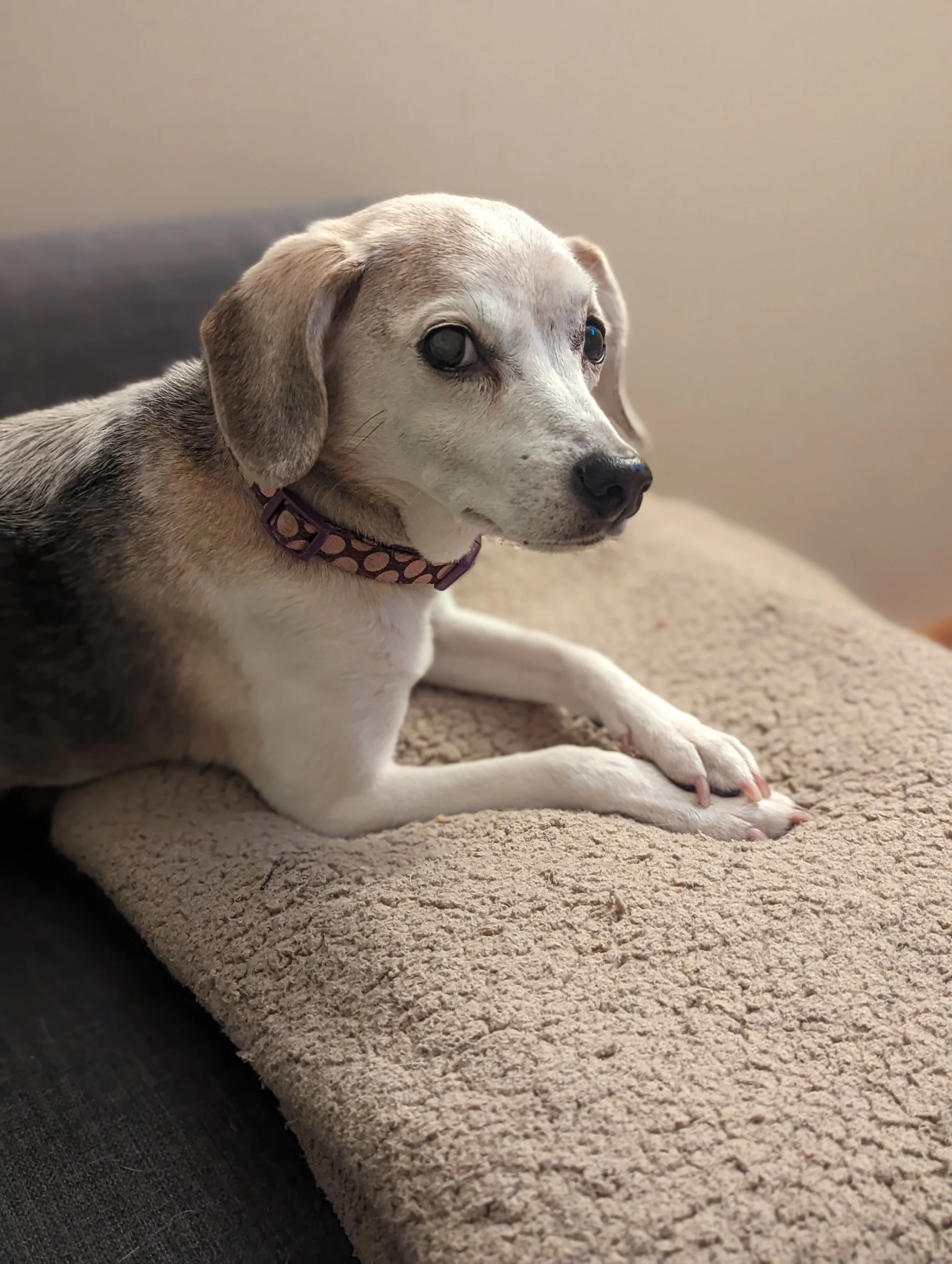 Elmhurst Zillownorthwest Georgia Craigslist Pets - 0qnfqgz