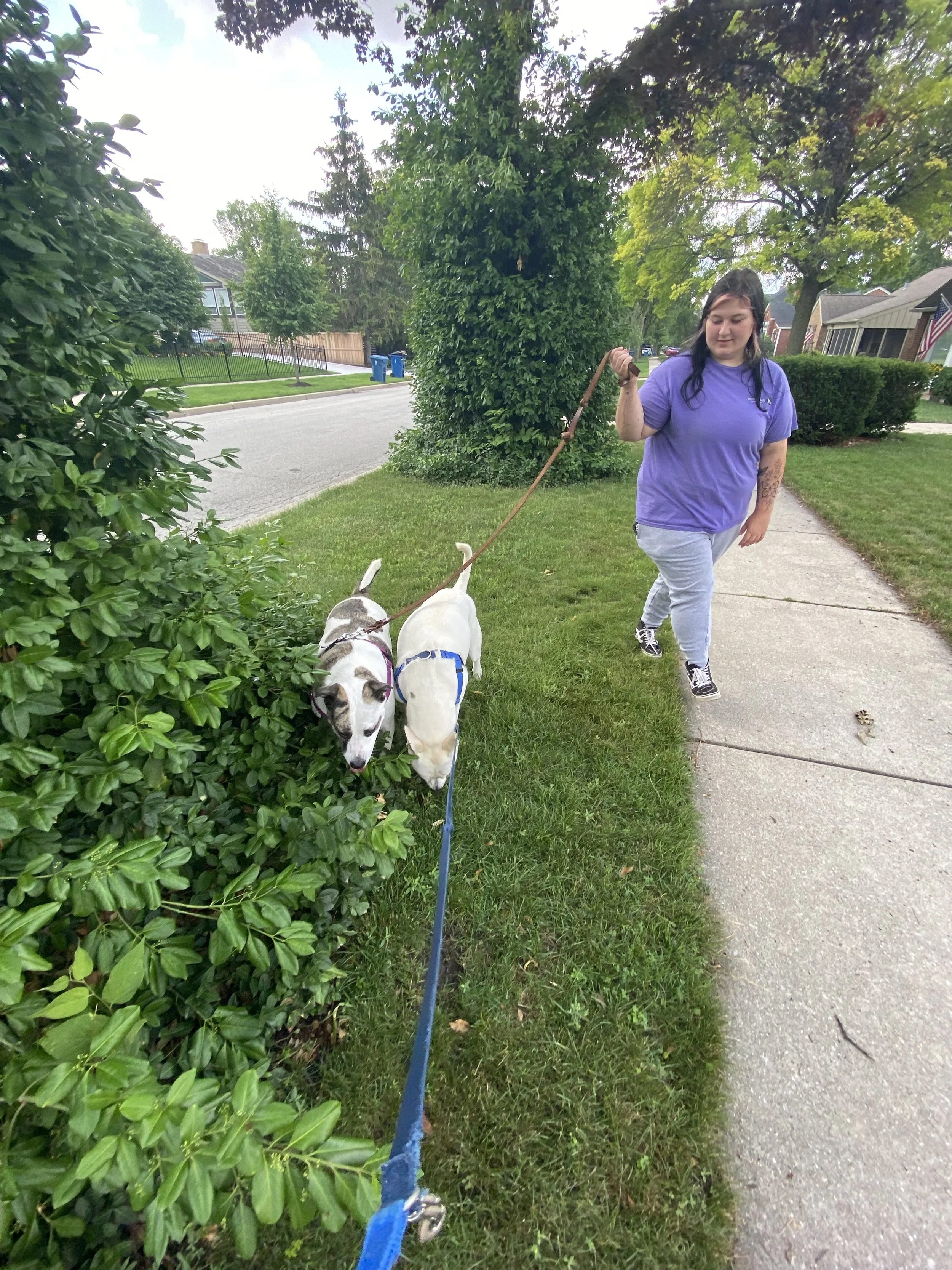 Elmhurst Zillownorthwest Georgia Craigslist Pets - 1omad4u