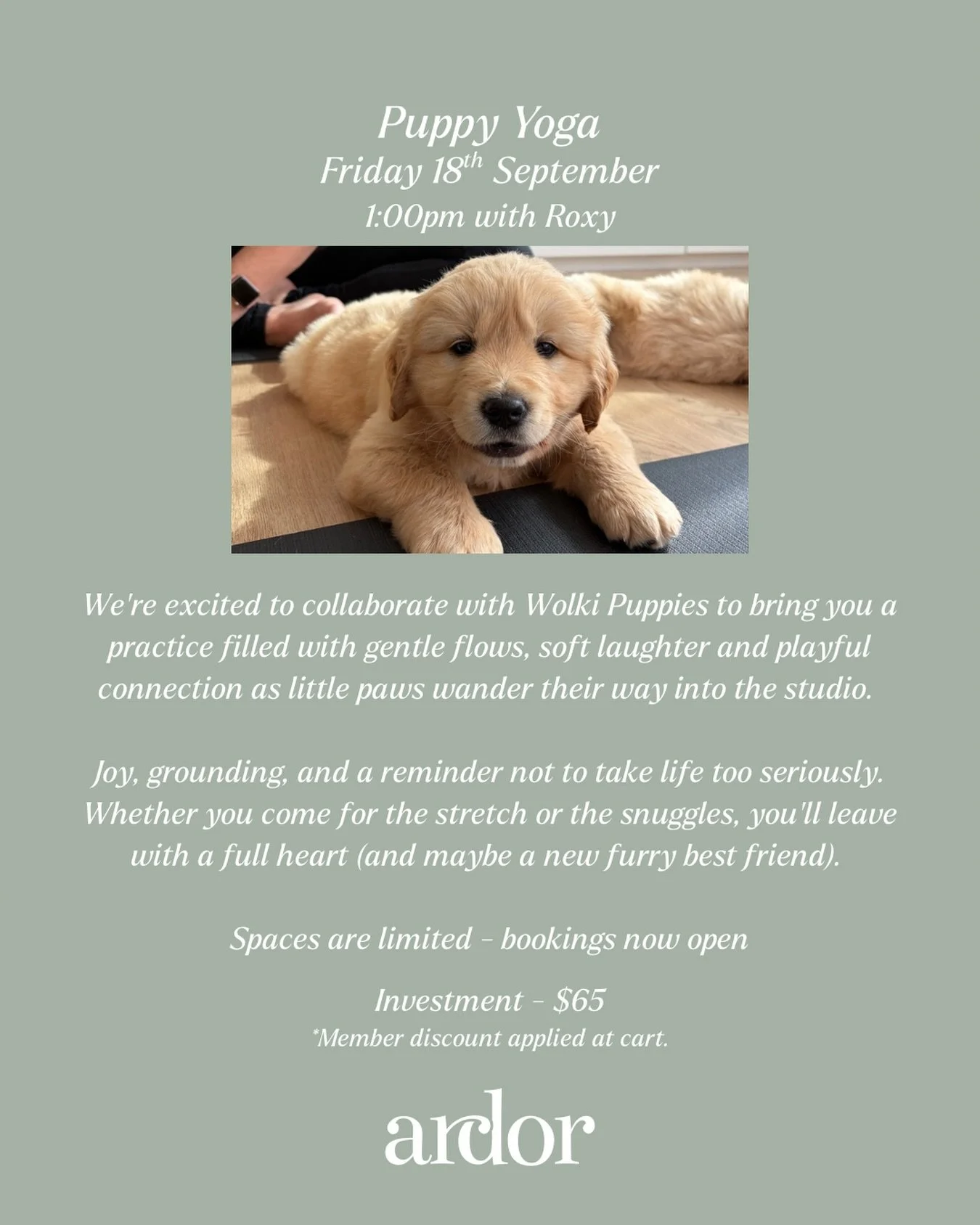 A little movement. A little puppy love. A lot of joy. 🐾🤍

Join us with Wolki Puppies for a gentle, feel-good yoga experience where movement meets connection, play, and plenty of puppy cuddles.

A chance to slow down, soften, laugh a little, and sim