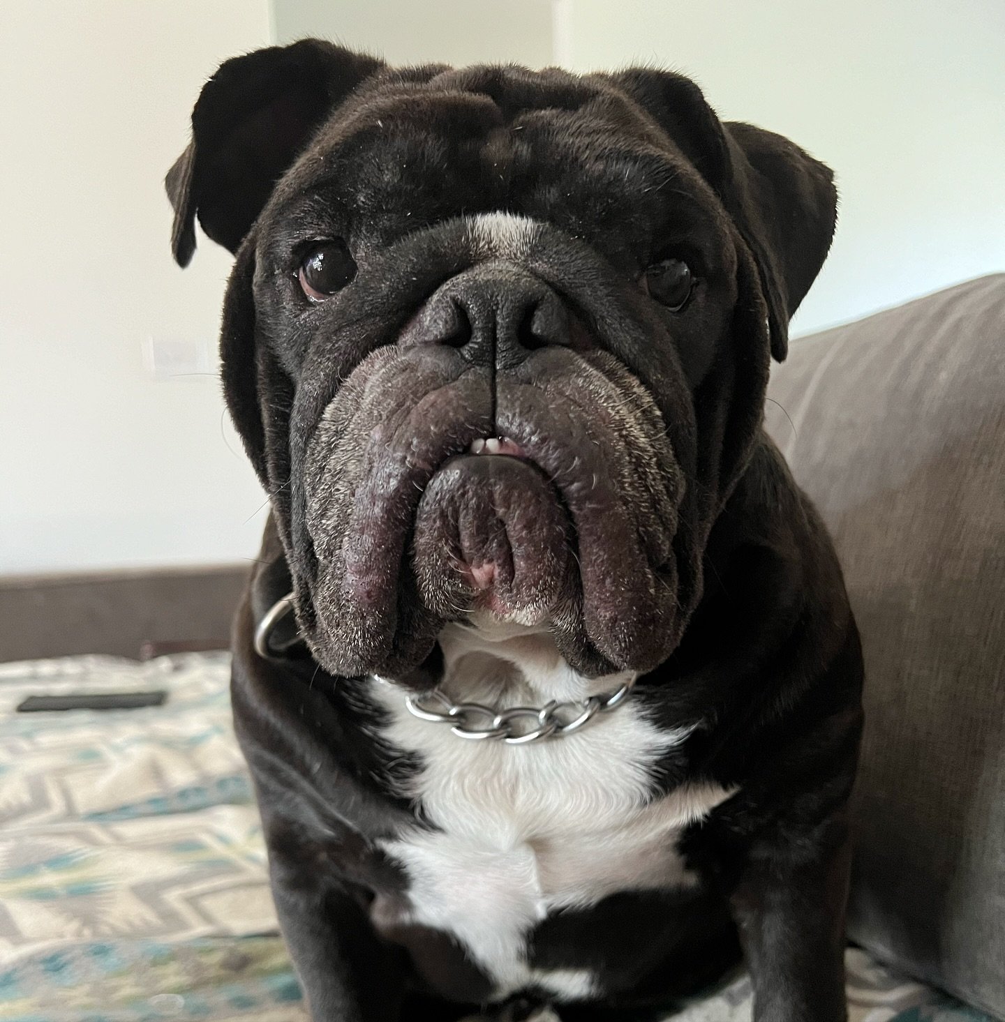 Meet Scarlett! This is her first time staying with us and she warmed up quickly. If you haven&rsquo;t boarded your bulldog with us before you should come to our next pack walk so we can meet you. Sunday, April 28 @ 11am. Comment below if you&rsquo;d 