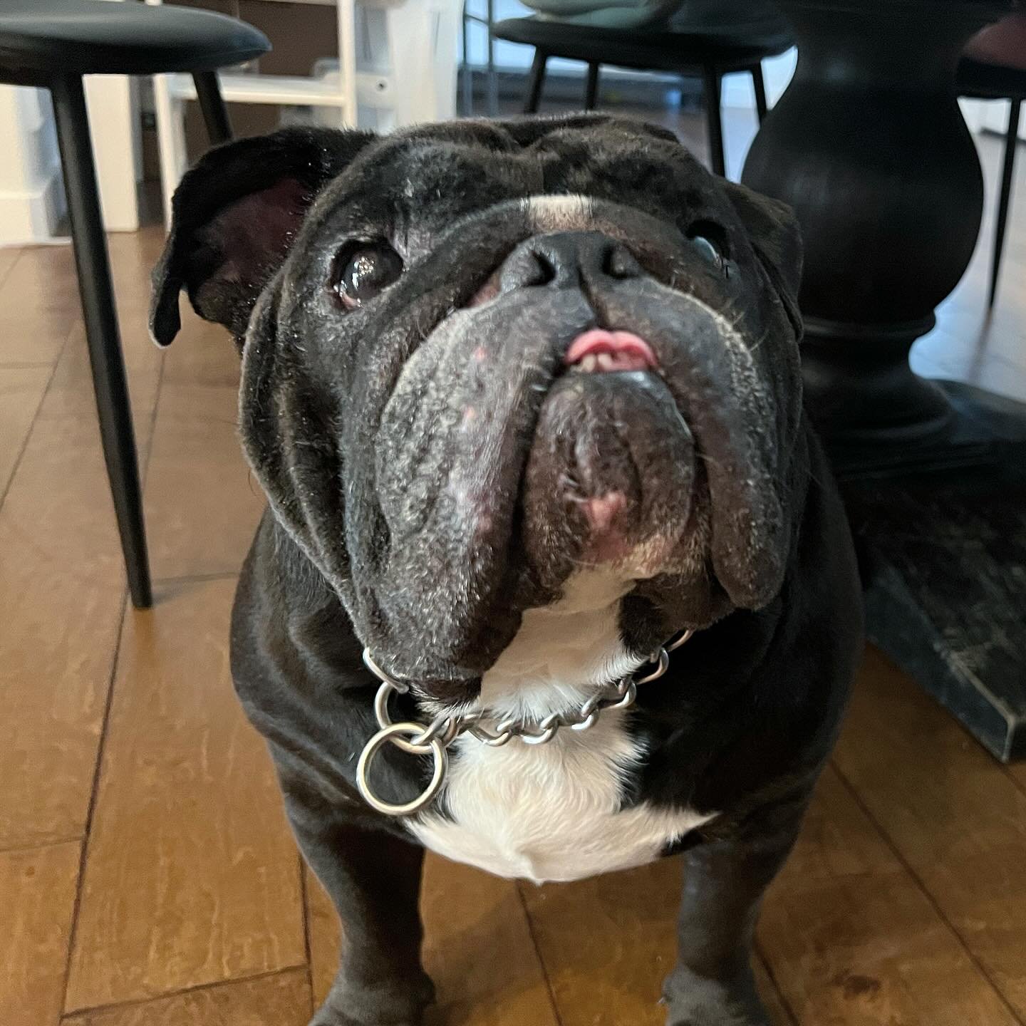 Strategically positioned under the table 😂🤣 Sorry pup, it was Costco chicken Alfredo so no one dropped a single bite!! #tacomadogboarding #tacomabulldogs #costcofinds #costcofood #bulldoglife #doglife