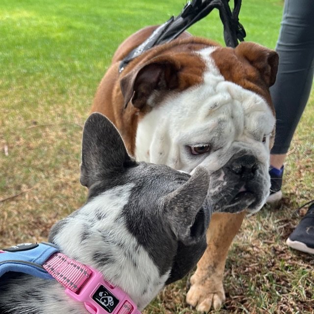 Our pack walk got rained out, but a few bulldog friends had the opportunity to socialize with each other and meet the kids under the cover of a nice, big tree! The walking loop is really nice so I was thinking we should do our May walk there too. Ple