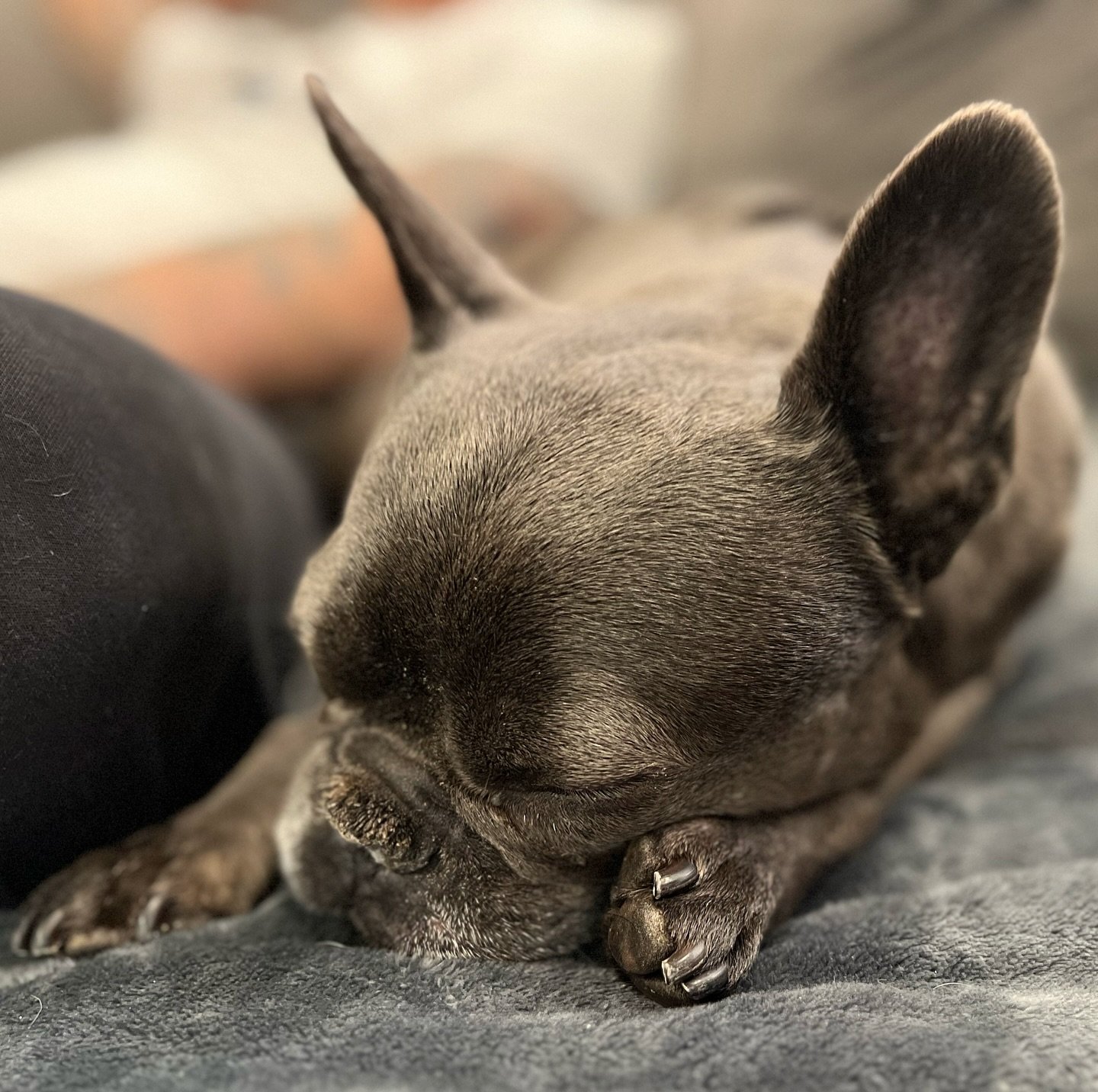 Warm, cozy and @comfortabull inside while it pours outside! Evie the French bulldog has been with us a number of times, but she is a bit nervous. She&rsquo;s really bonded with my oldest daughter (who she sleeps with each night) and Puni (male energy