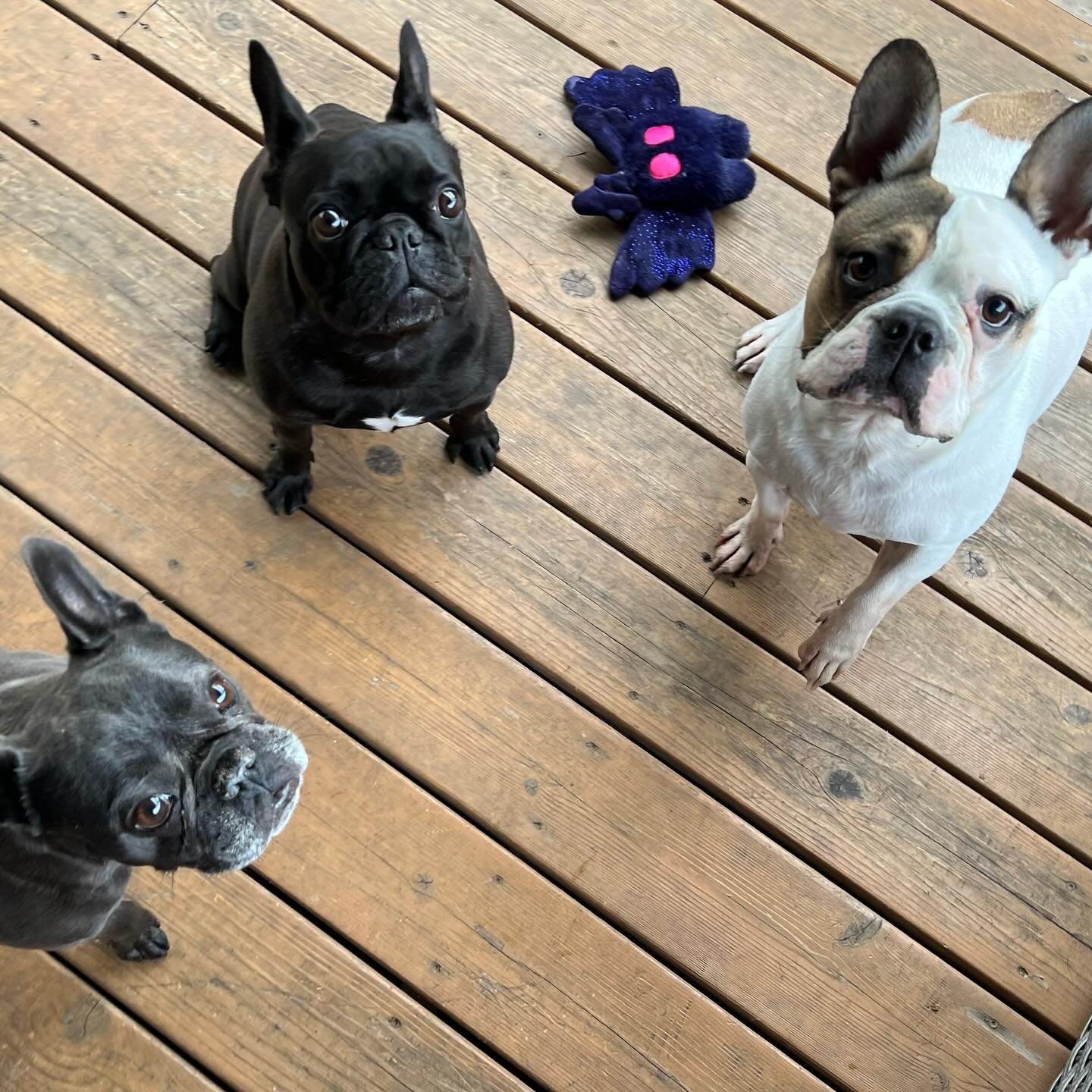 I&rsquo;ve been really awful at posting on social media lately - had a sick kiddo and a big project so after that we&rsquo;ve mostly just been relaxing with this sweet little pack of frenchies. I have a lot of things to do for @comfortabull so keep y