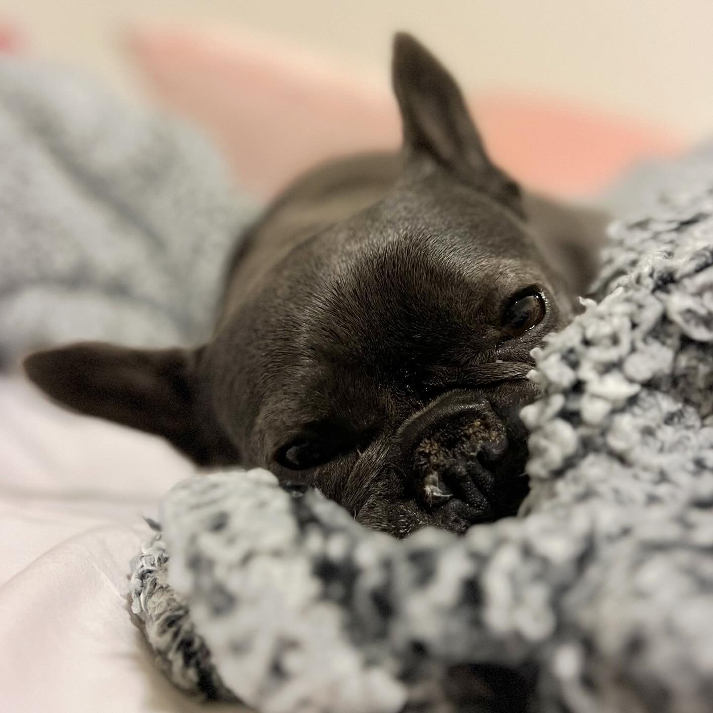 When you&rsquo;re super cute but also tired of all the photos! #frenchielife #dogmodel #tacomadogboarding #tacomafrenchie #olympiafrenchies #seattlefrenchbulldogs