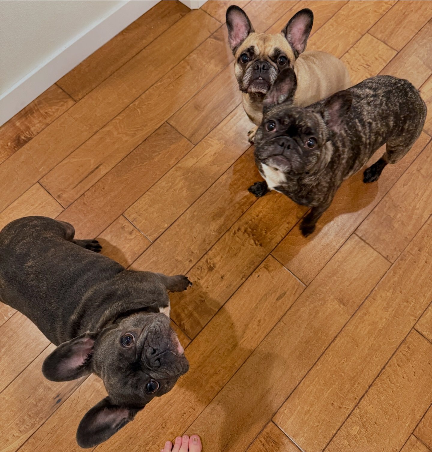 These three girls are so funny! I love the fun of a frenchie gang!! 🥰😍 

🏷️: #tacomafrenchie #puyallupfrenchbulldogs #olympiafrenchies #seattlefrenchiemeetup #frenchiesofseattle