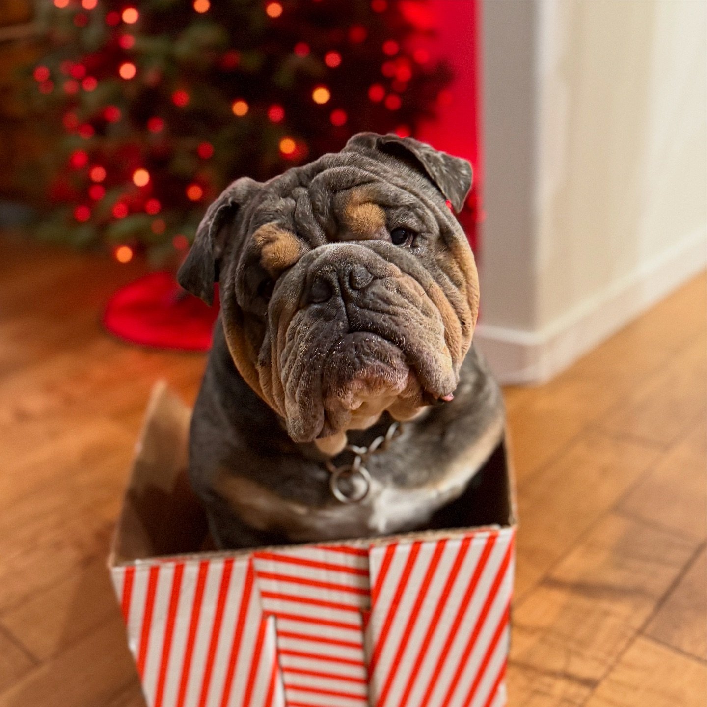 Max, before he knocked over the tree&hellip; #feelingcute #baddogshit 

He climbed into the @costco @juniorscheesecake box and proceeded to try to eat it. Chubbs did absolutely nothing to stop him 😂🤣 #costcoboxes #costcoboxesarethebest #costcofinds