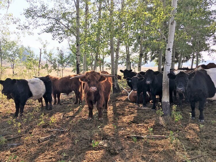 Cattle benefit the land in many ways, such as aerating the soil with their hooves, preventing wildfires through grazing, and utilizing land that is too steep or rocky for farming.

Natural grazing does not promote excessive deforestation because catt