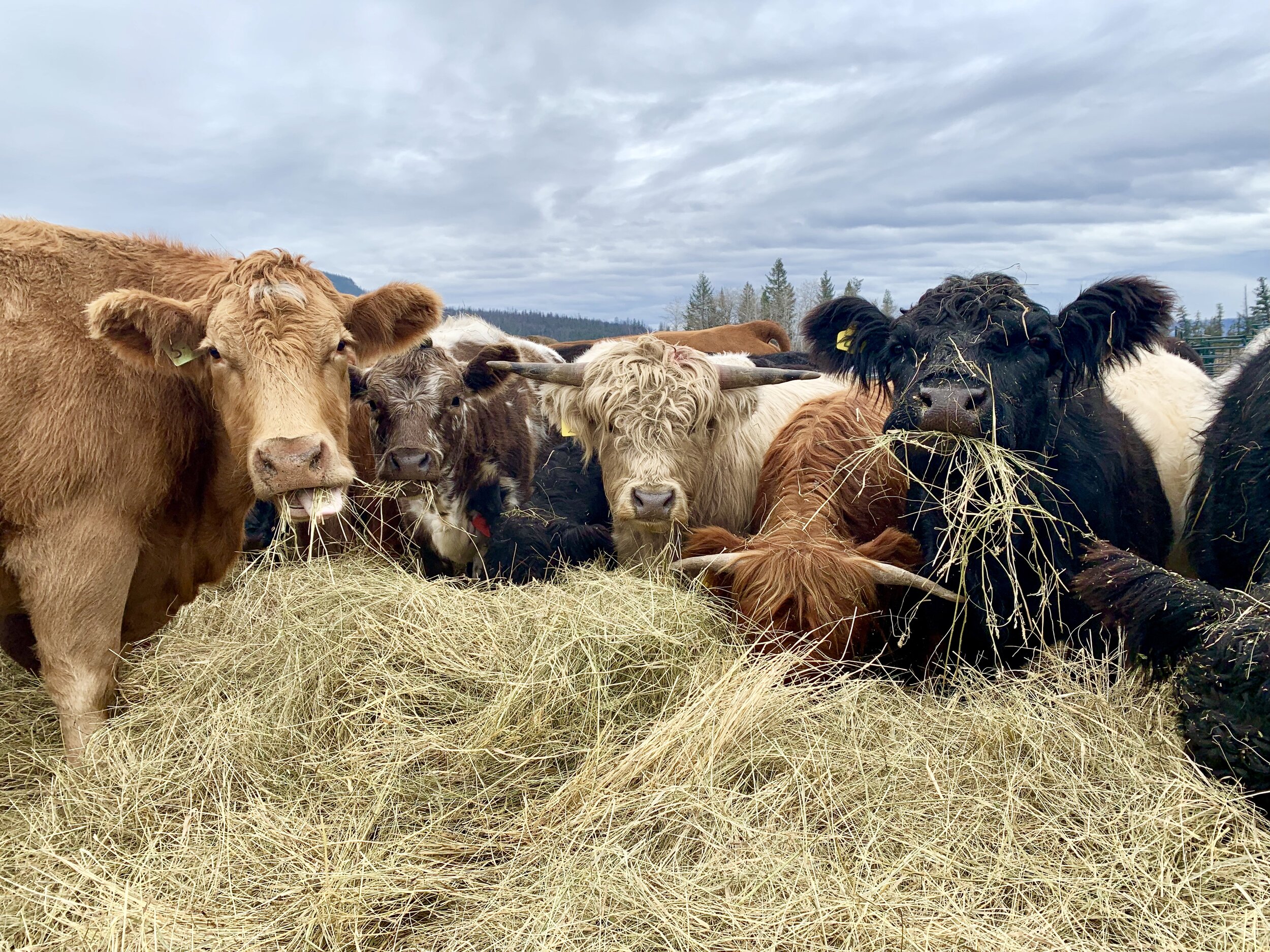Cows eating lineup.jpg