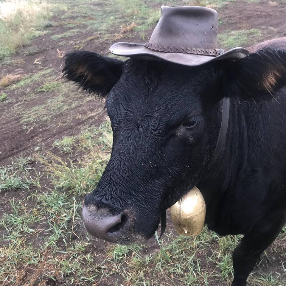 Blackie with hat bell.jpg