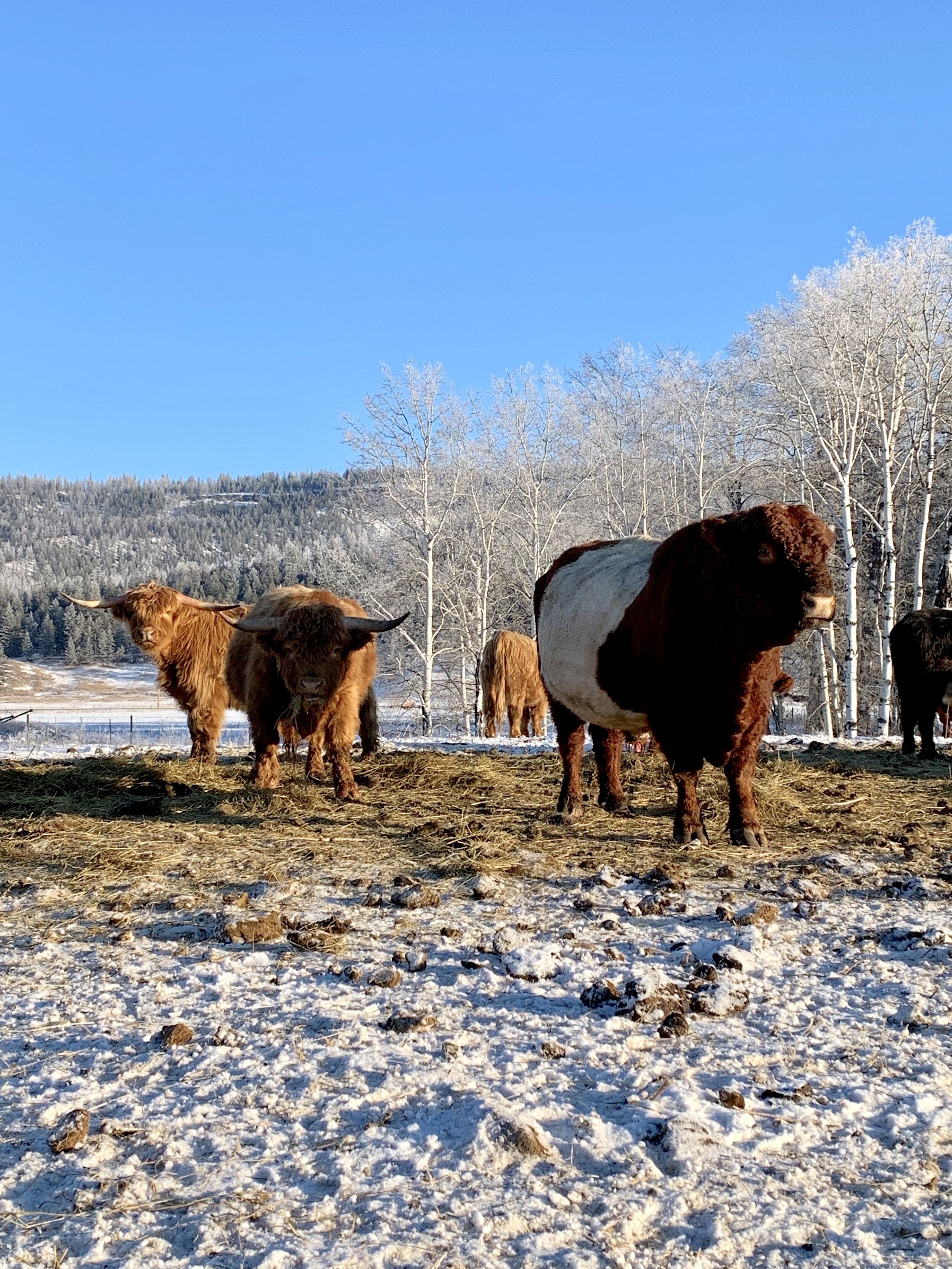 Bull wintertime.jpg