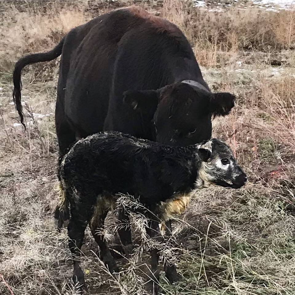 Blackie with Speckle calf.jpg