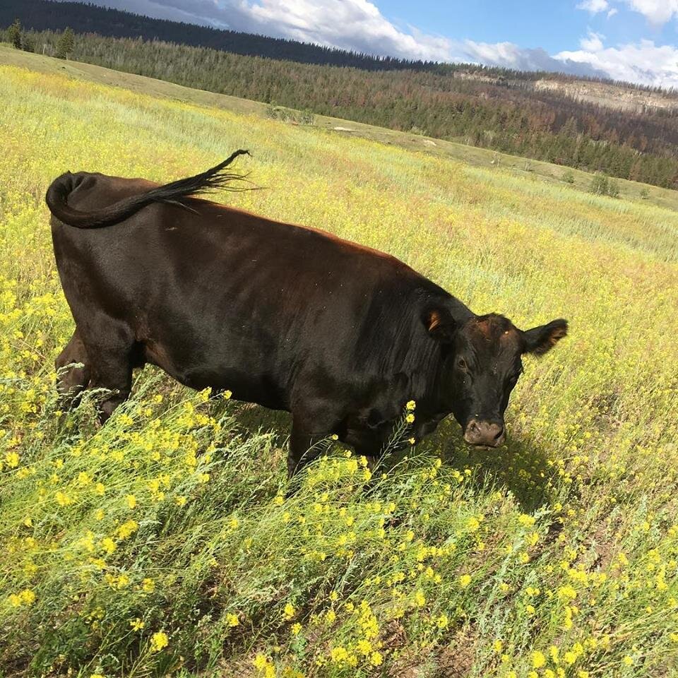 Angus in Mustard field Aug2018.jpg