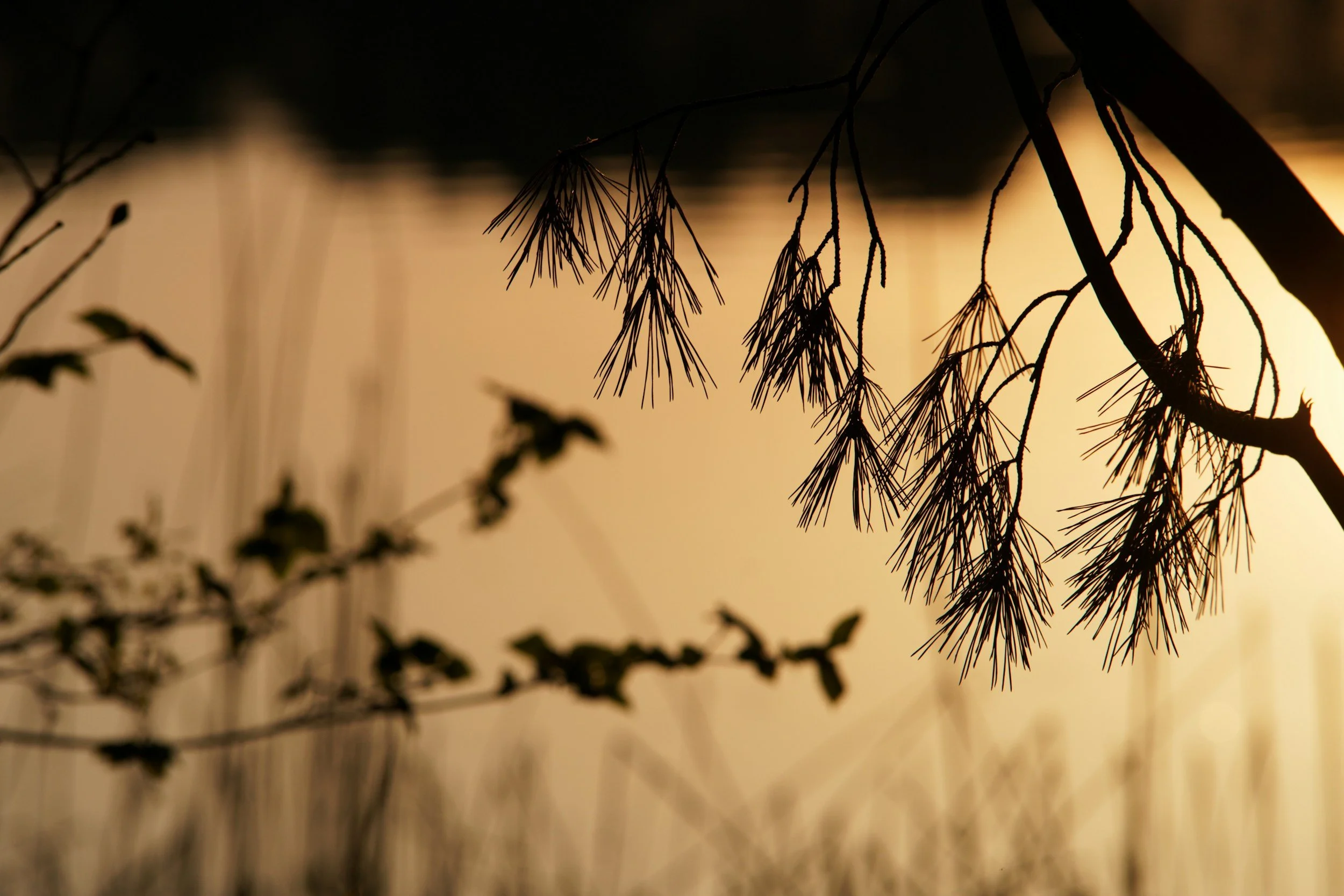 still, calm nature, reflecting on anxiety and sexual performance