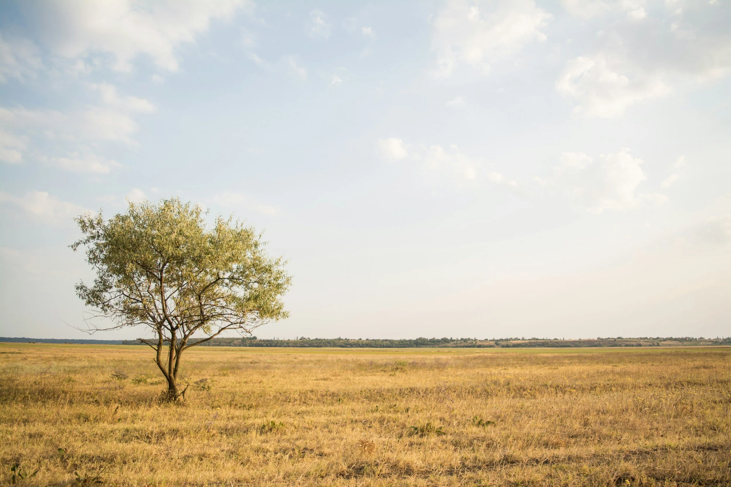 Tree in natural landscape, calm setting reflecting relaxation and mental space