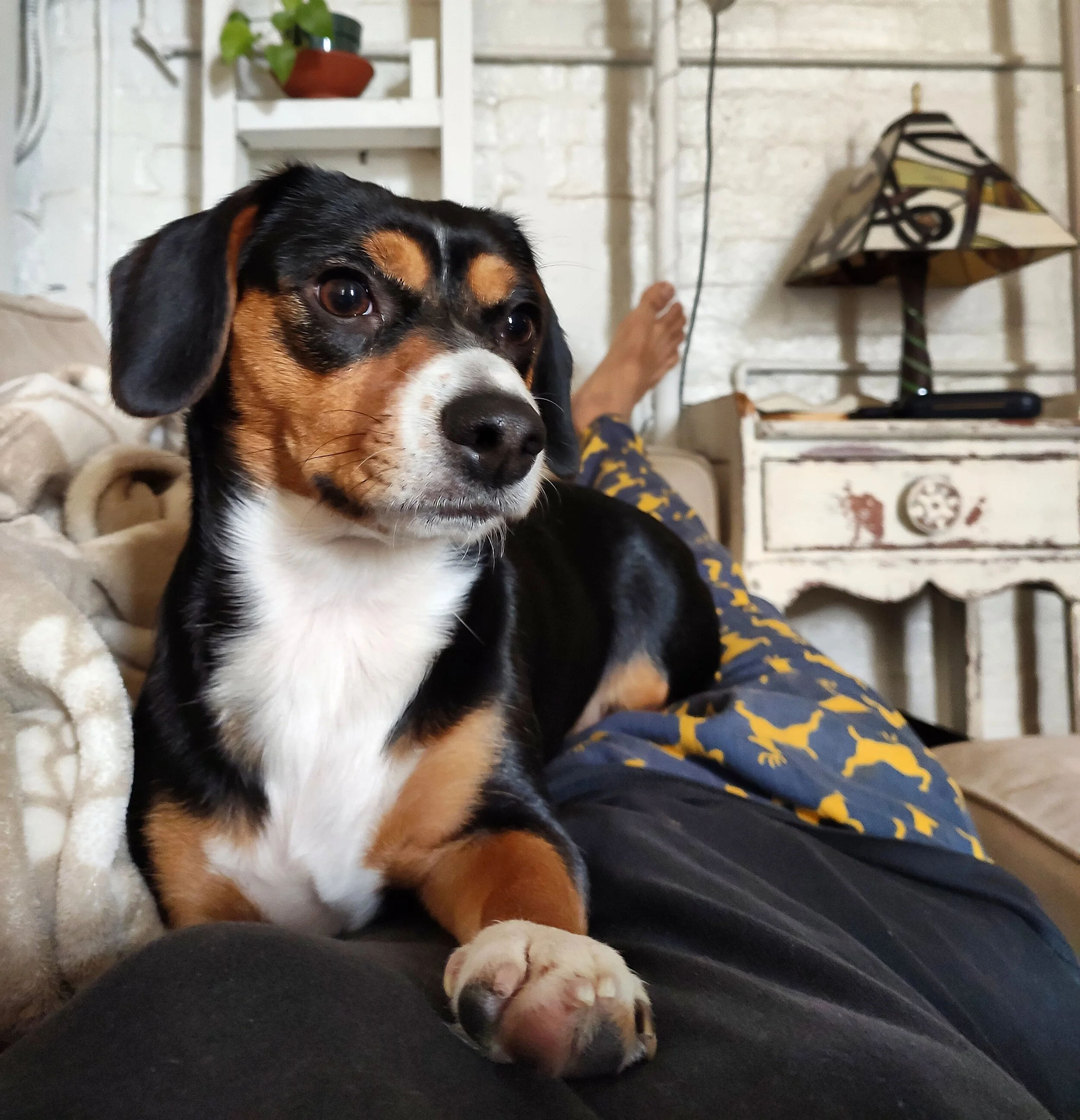 Dog on someone's body while relaxing at home