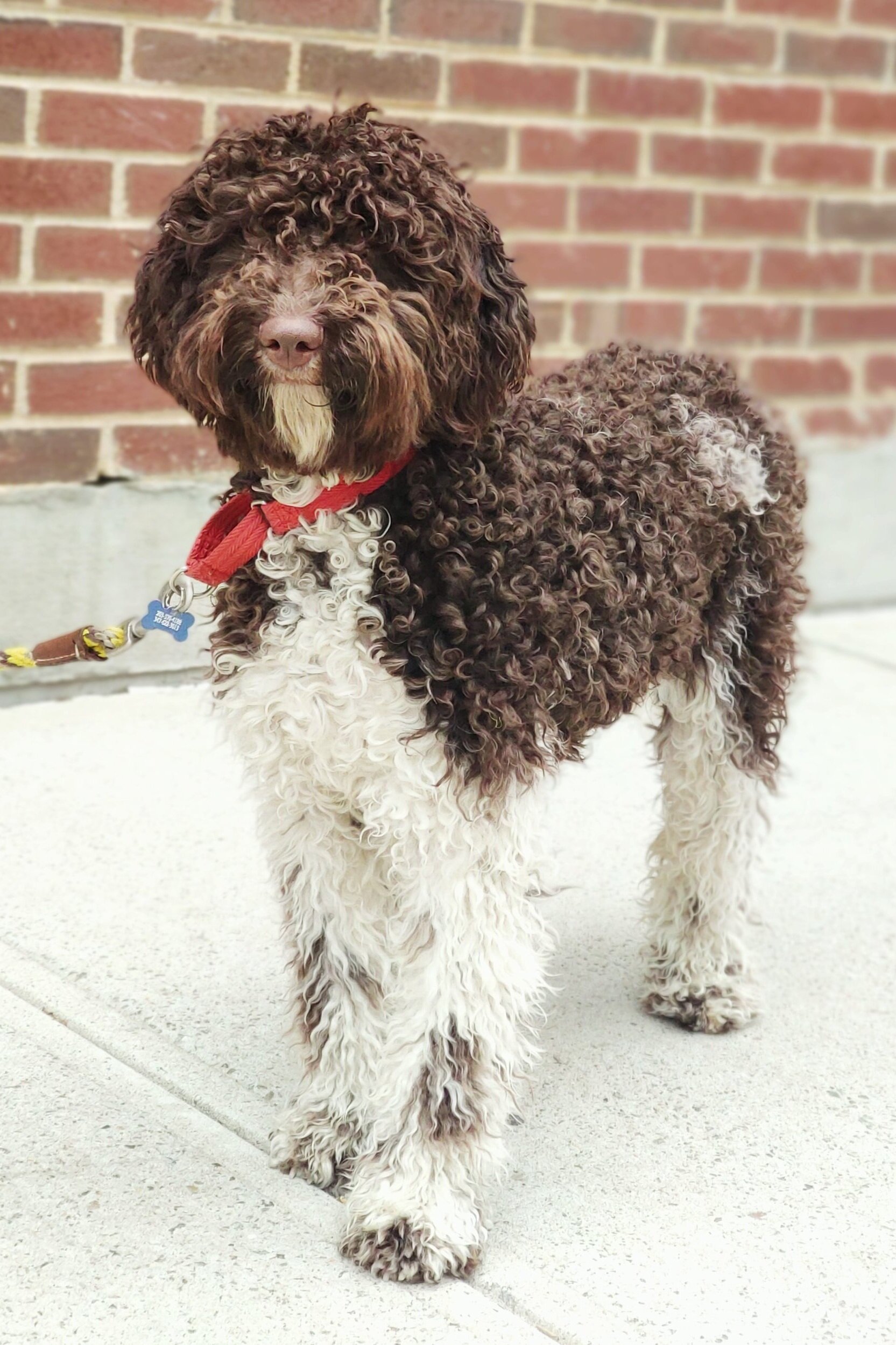 Close of dog while on a walk