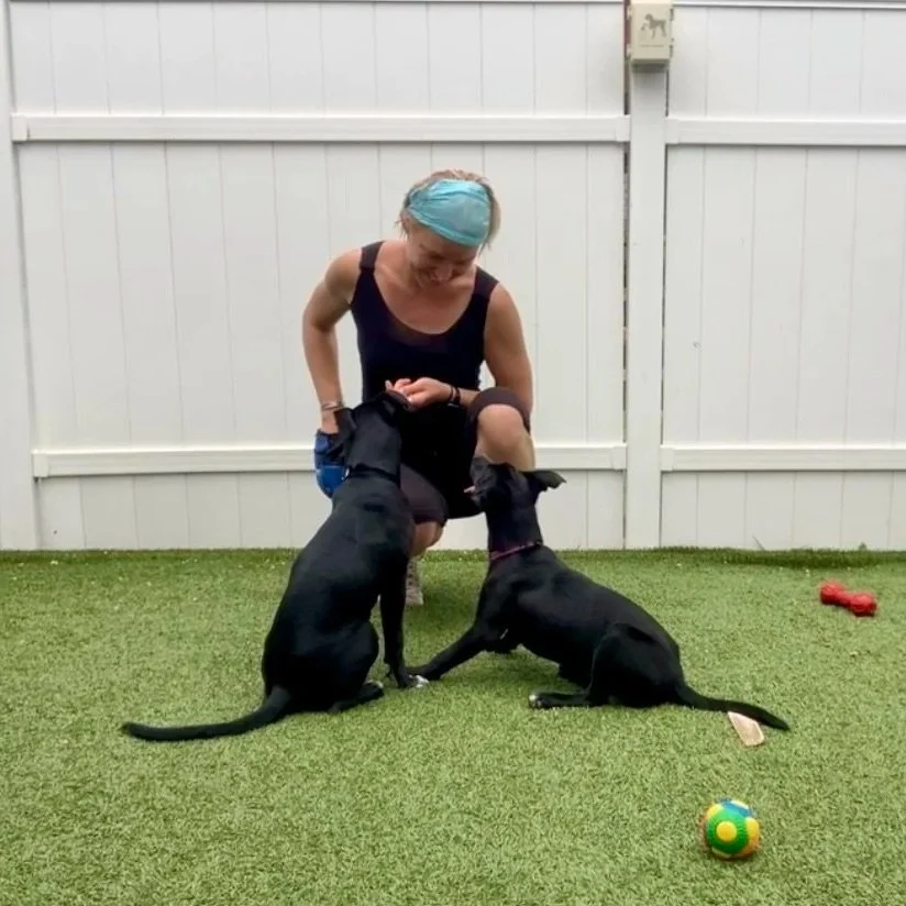 D-Dogs Diana Training