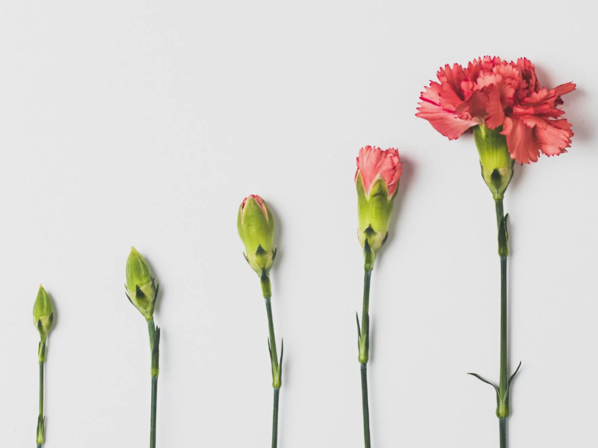 Customer Growth Framework