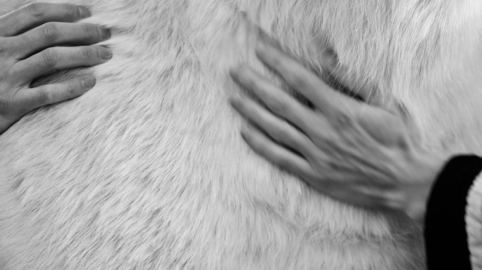 close-up of hands petting an animal