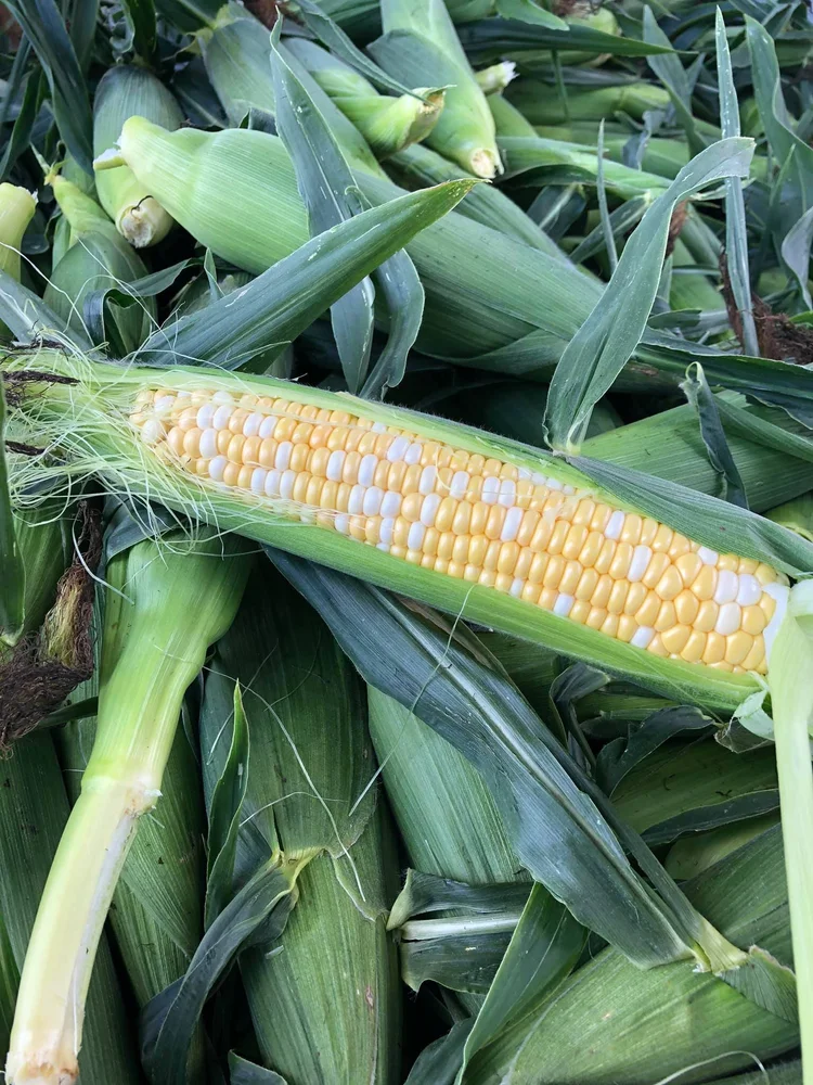Reagan Corn Spangler Farms Market