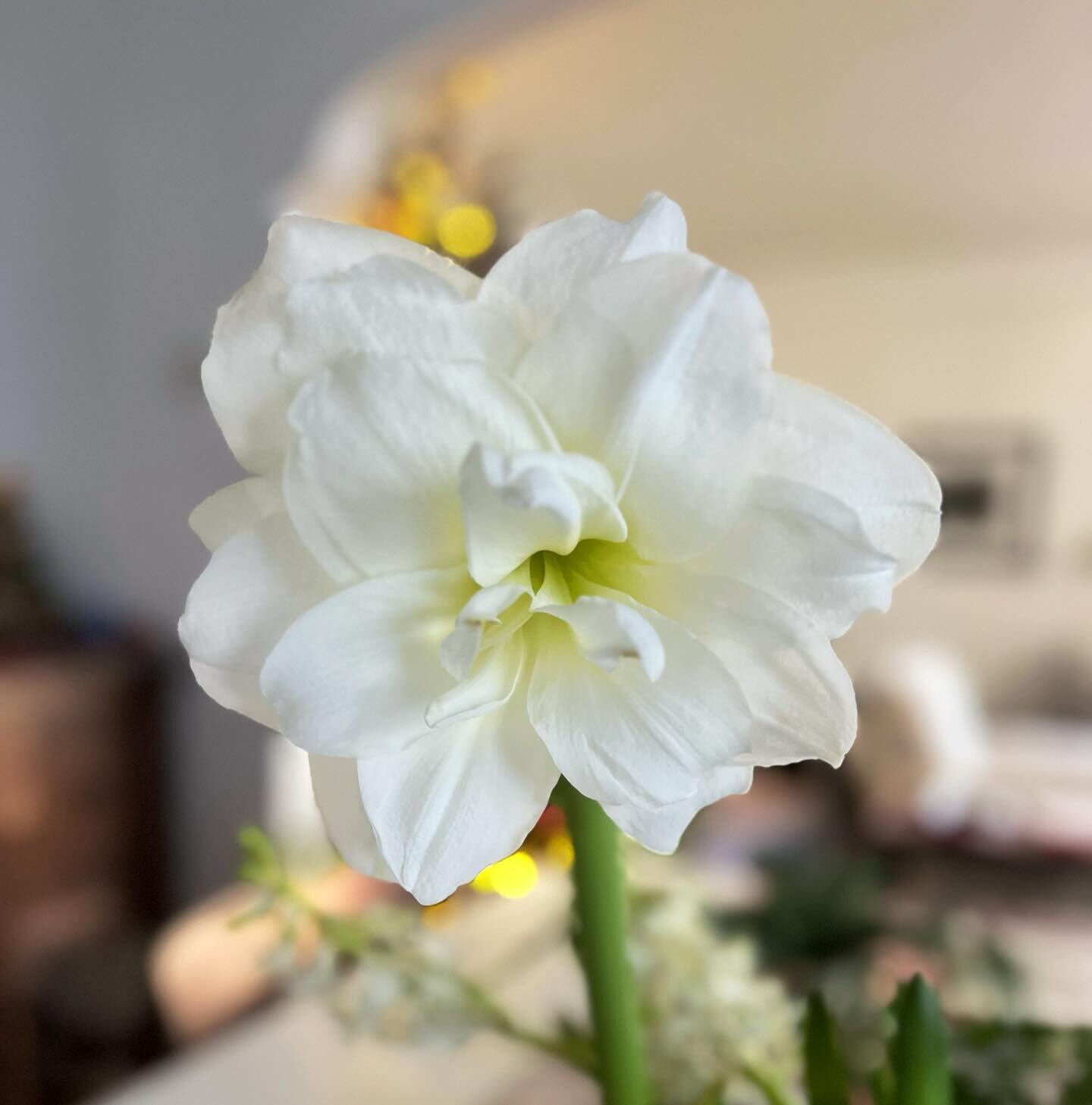 This amaryllis is a gift of unreal beauty that just keeps unfolding . Thanks @kcooper5354 for giving B something I also get to enjoy 😊 

#amaryllis #winterbulbs #giveflowers #giftsthatkeepgiving #winterflowers #flowerphotographer @mwrenchgang