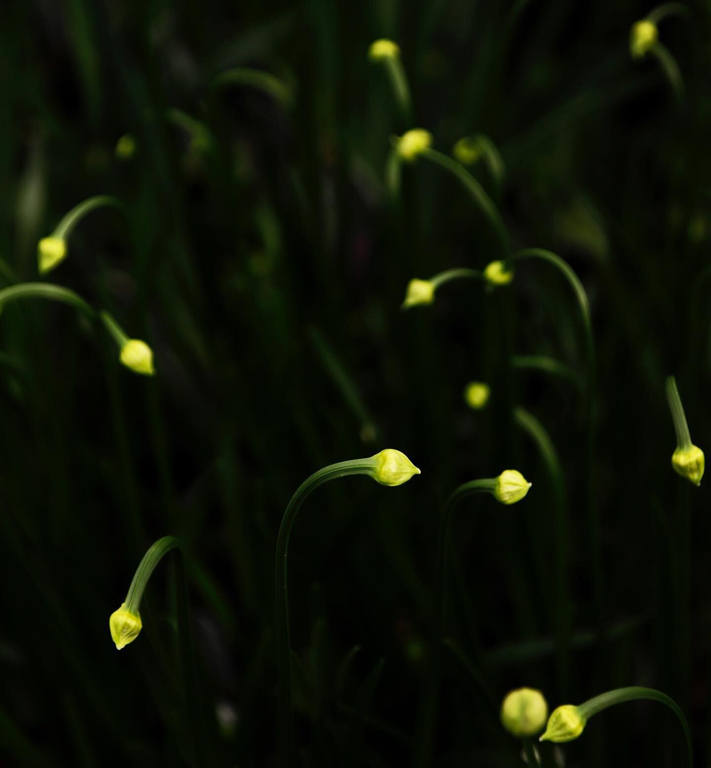Allium buds.

#alliums #plantphotographer #gardenphotographer #flowerphotographer