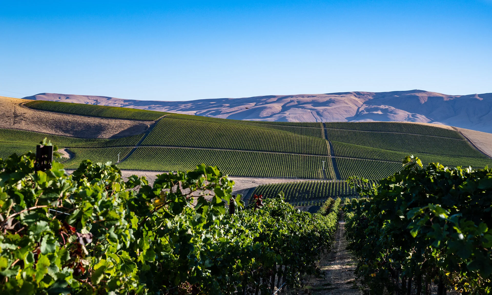 Four Feathers Vineyard Four Feathers Wine Services