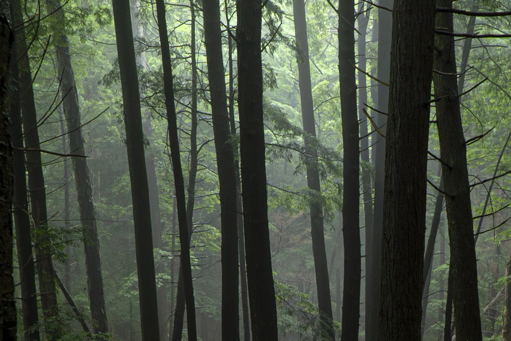 Forest mist