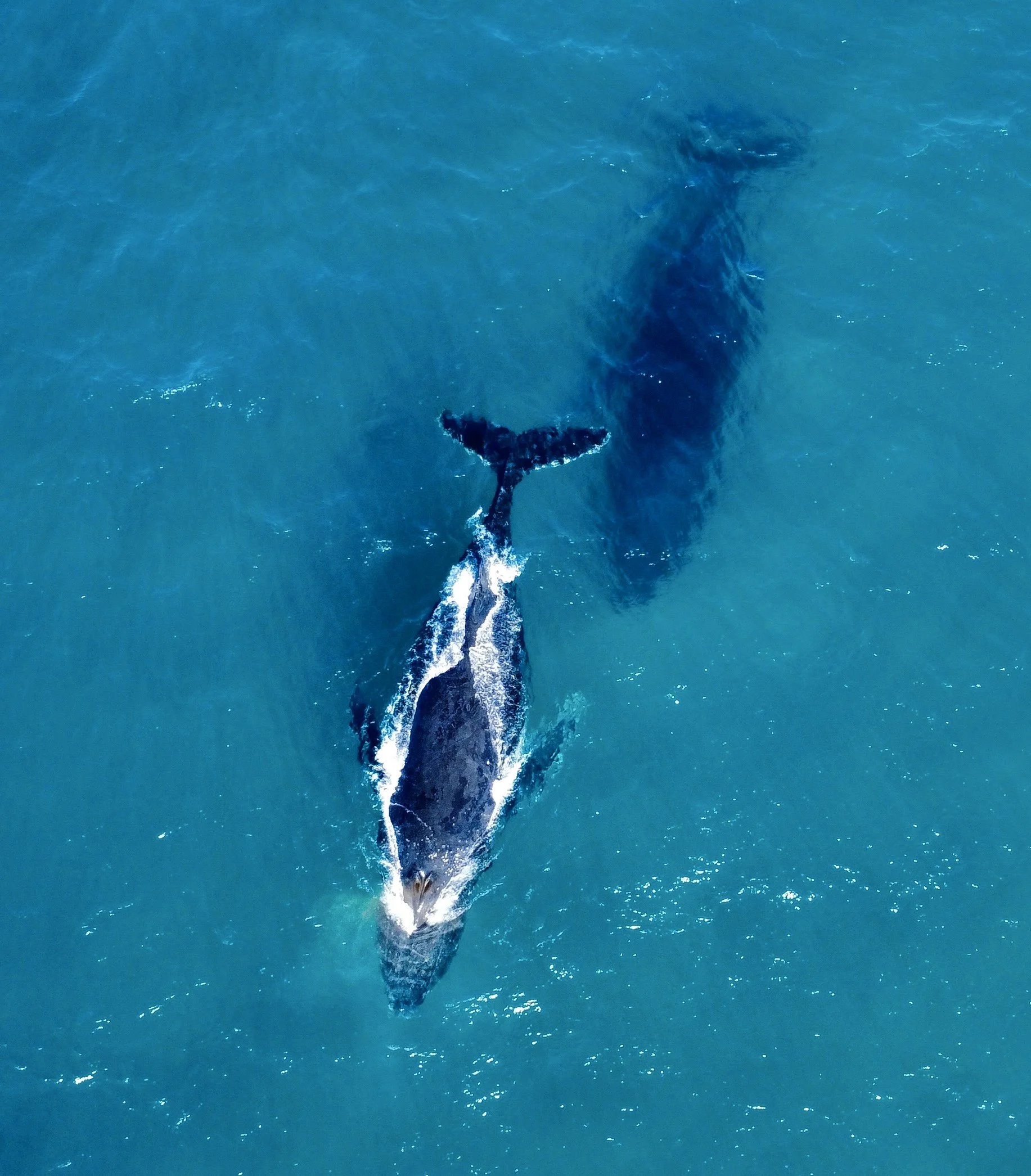 dji_fly_20250615_122612_179_1749955276644_photo_optimized.jpeg