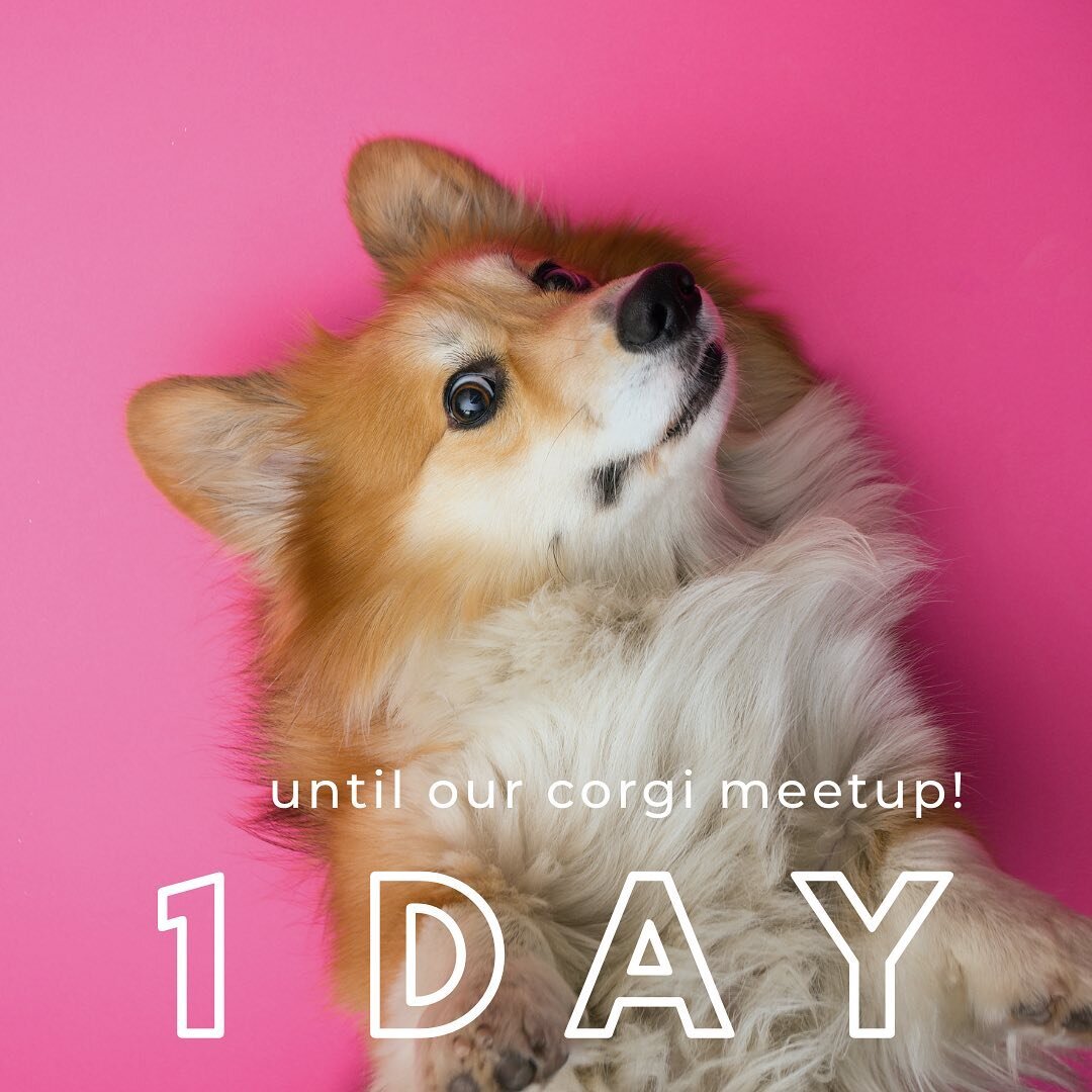 Calling all Phoenix Corgi&rsquo;s to The Barking Bodega TOMORROW NIGHT from 6:30pm - 7:30pm for a Summer Vacay themed meet up! 

Get ready for: 
🍺Yappy Hour ALL NIGHT LONG! 
$5 @hussbrewing and $7 @greenwoodbrewing 
🍔Amazing burgers and food from o