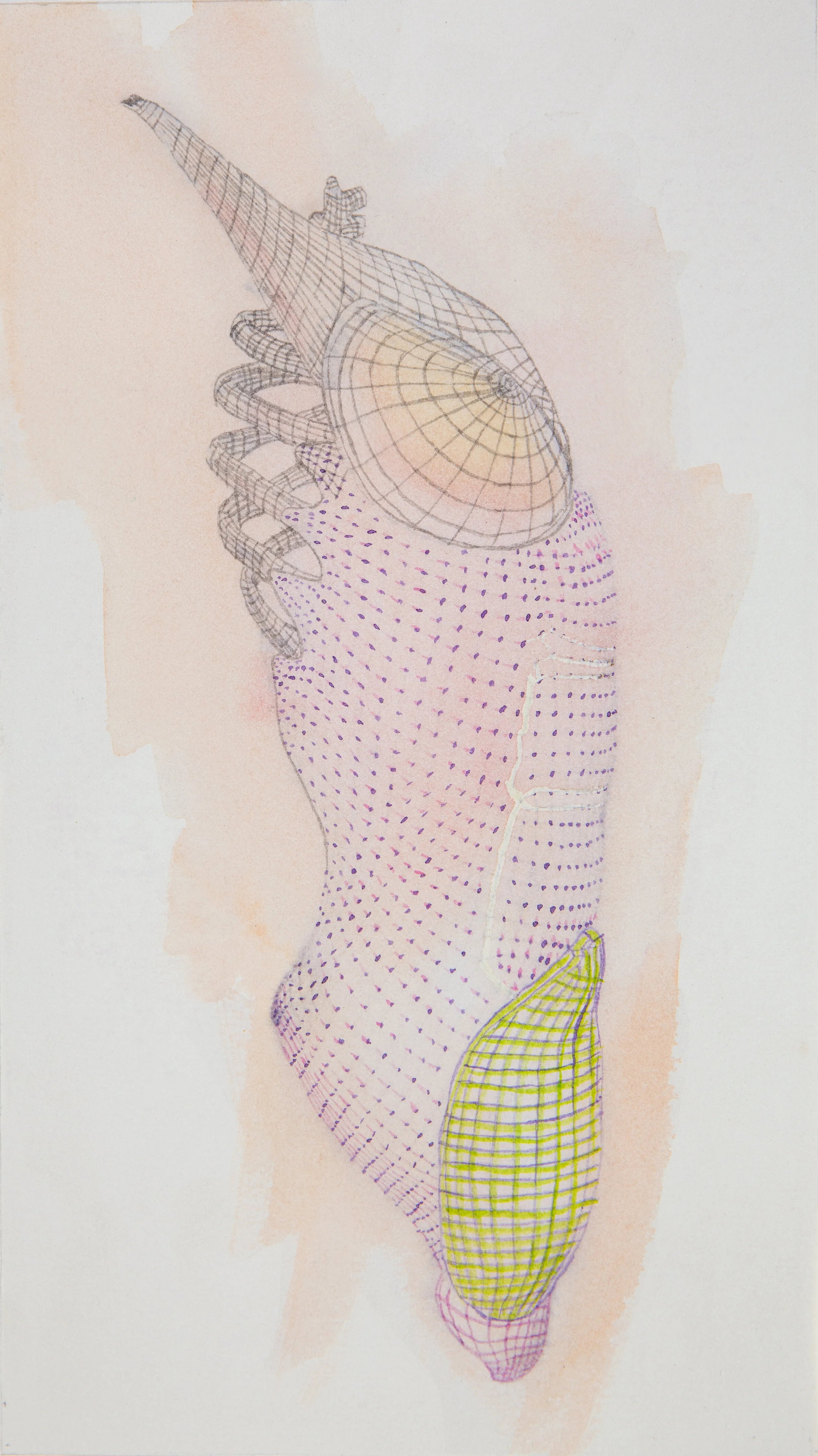  wire_torso  

 5.75”x9.5” / watercolor on paper    

