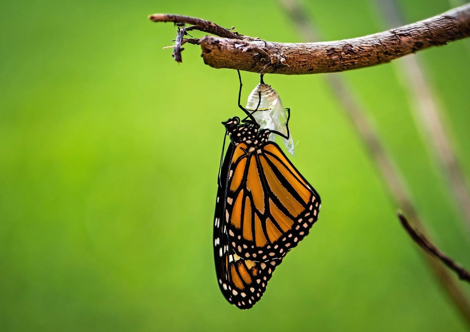 Change is Hard. Why do it? | Clear Mission Consulting