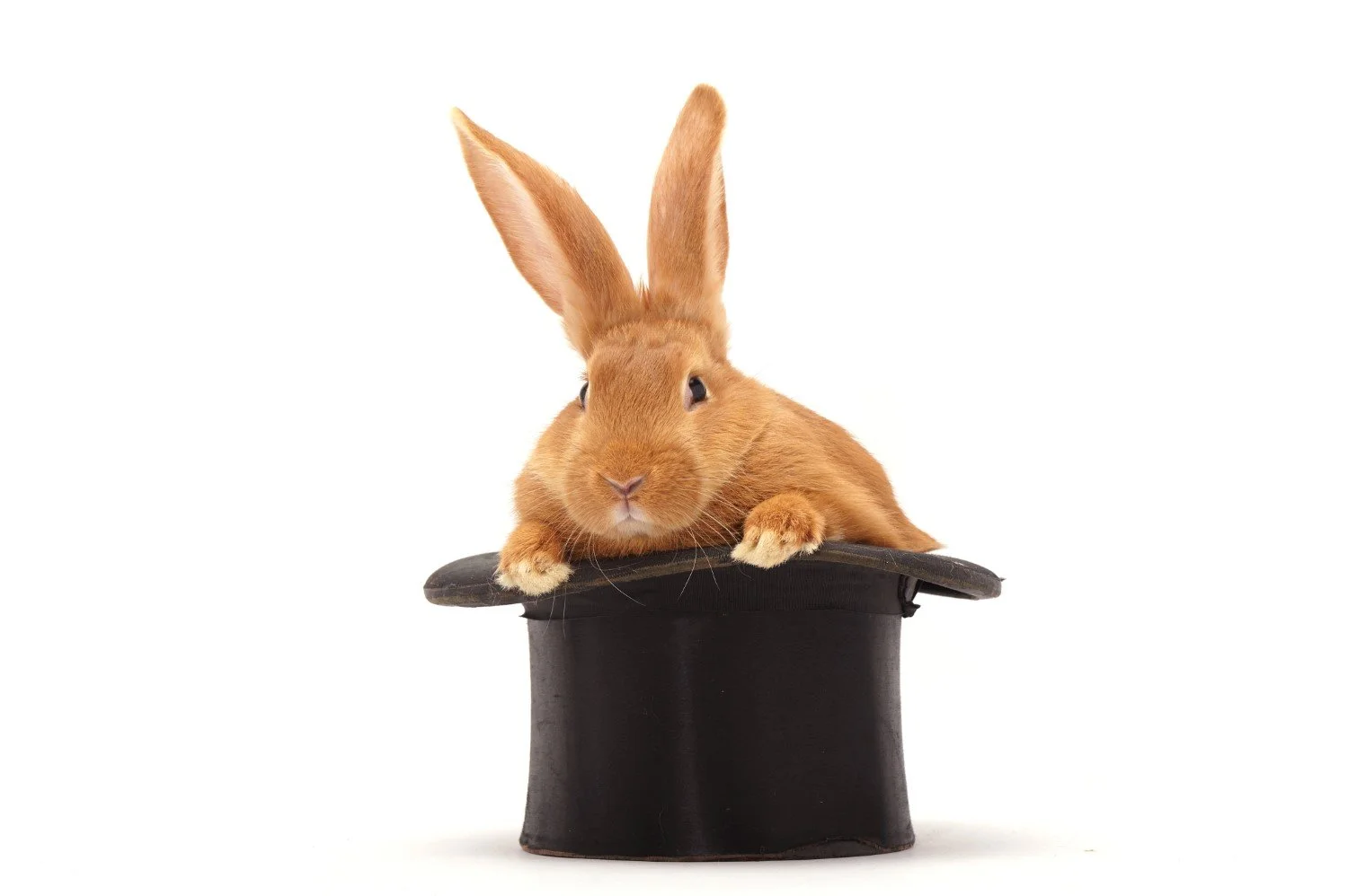 How Do Magicians Take A Rabbit Out Of Their Hat