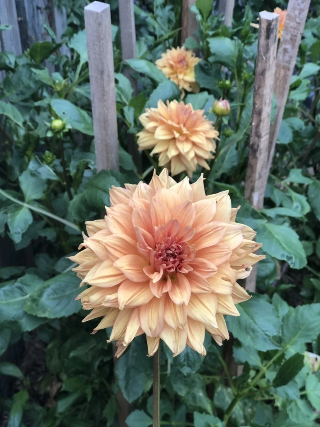 10 Delbard Gange Garden.jpg