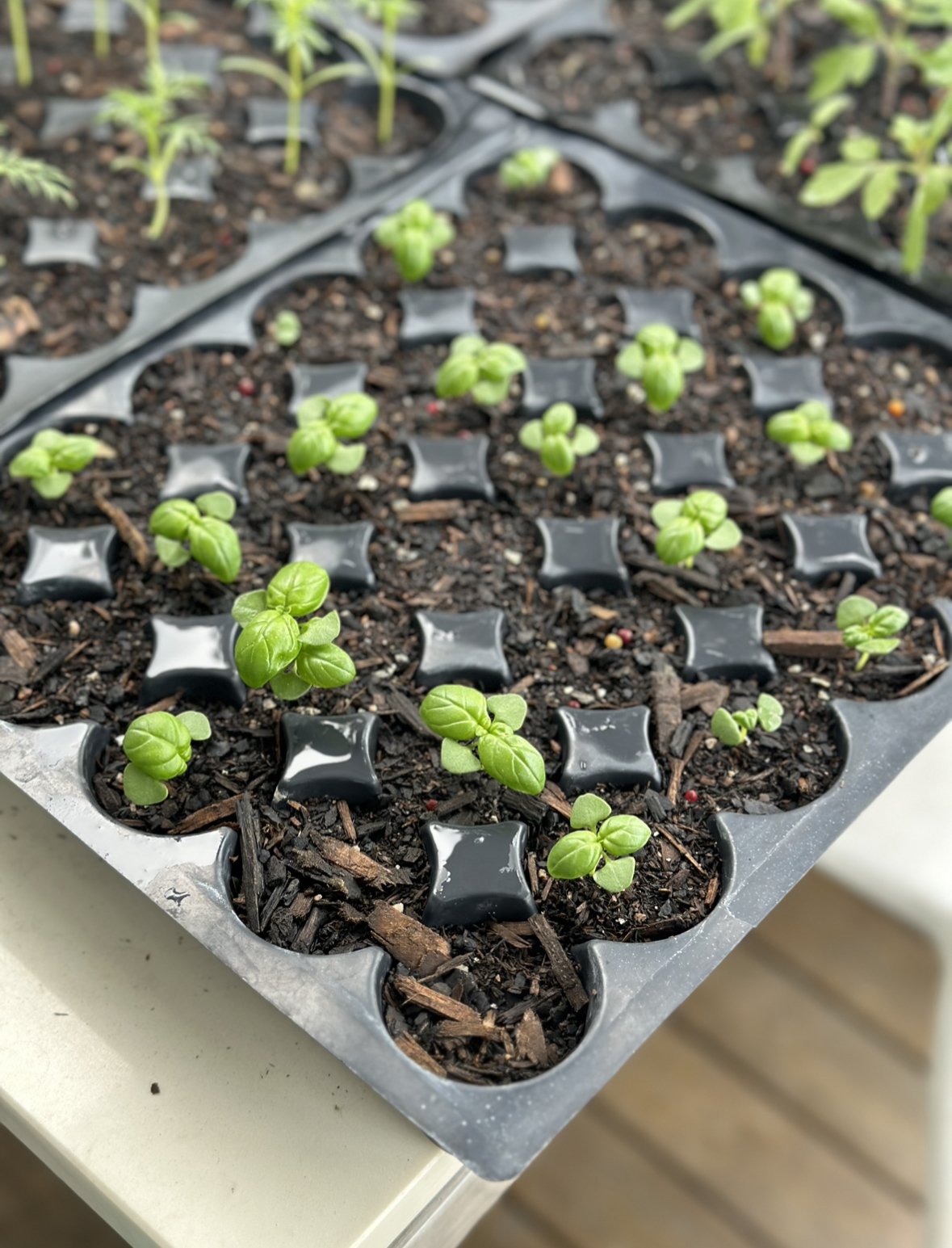 growing veggie seedlings  .jpg