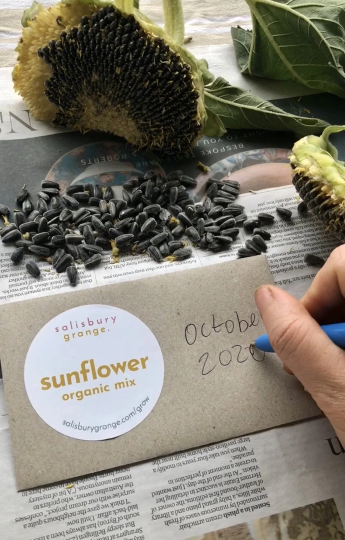 how to save seeds 1.jpg