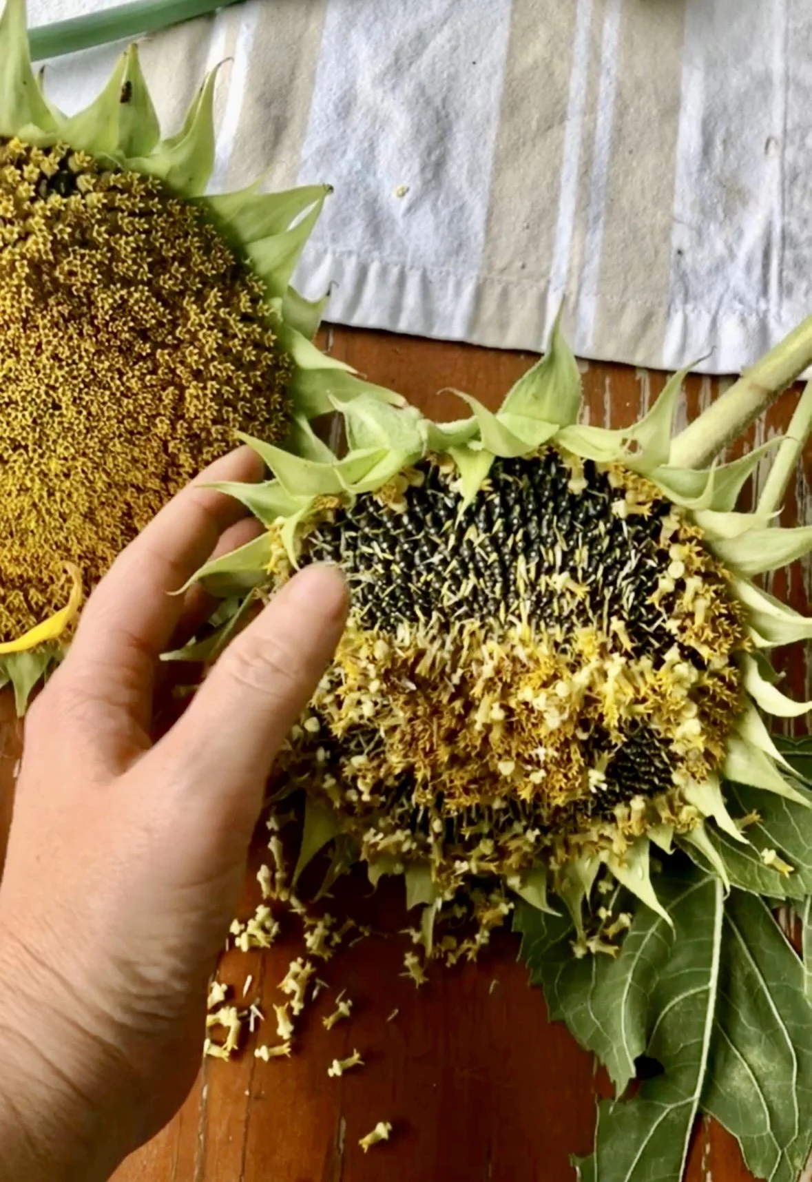 how to save seeds 2.jpg