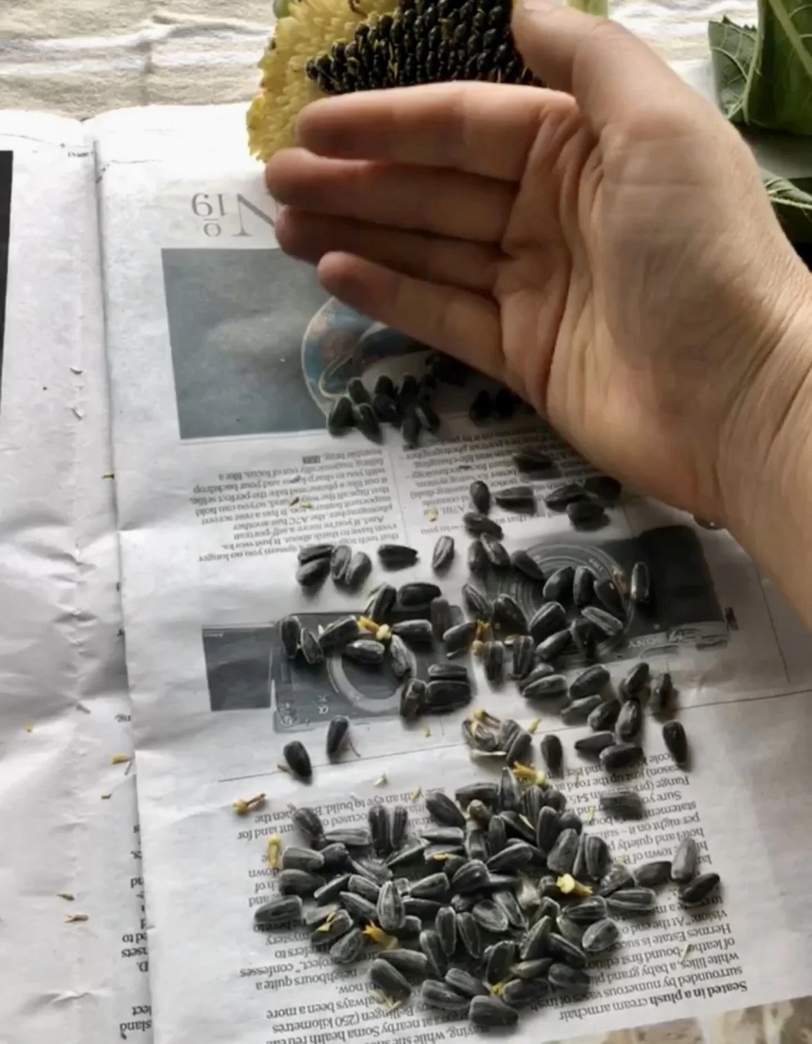 how to save seeds 3.jpg