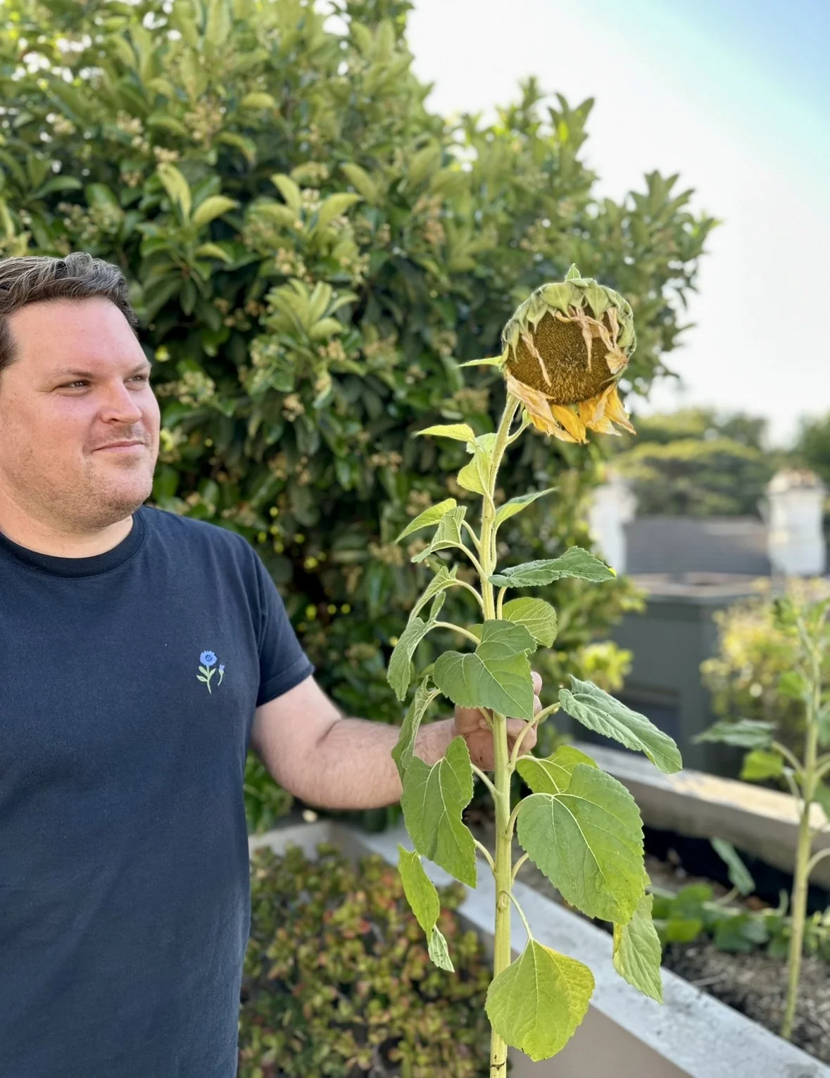 how to save seeds 4.jpg