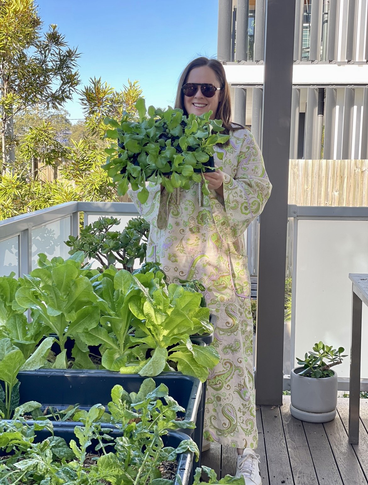 growing rocket seedlings in brisbane .jpg