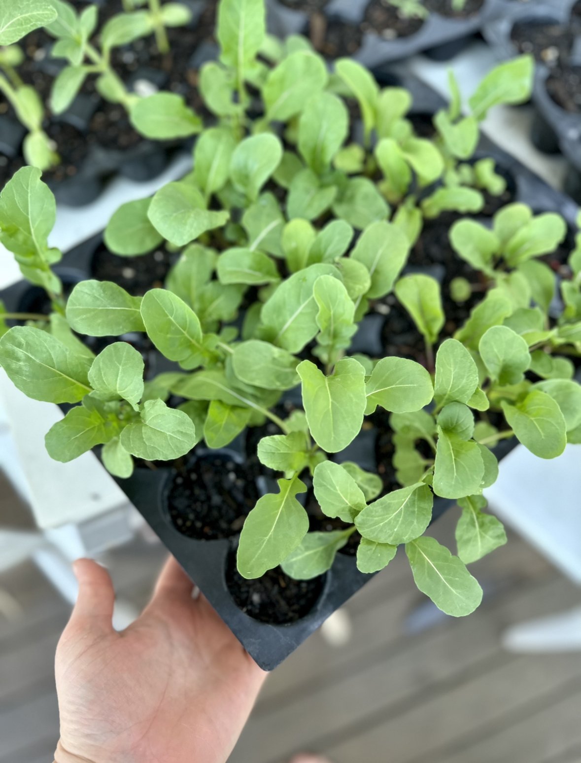 growing rocket seedlings in brisbane 3.jpg