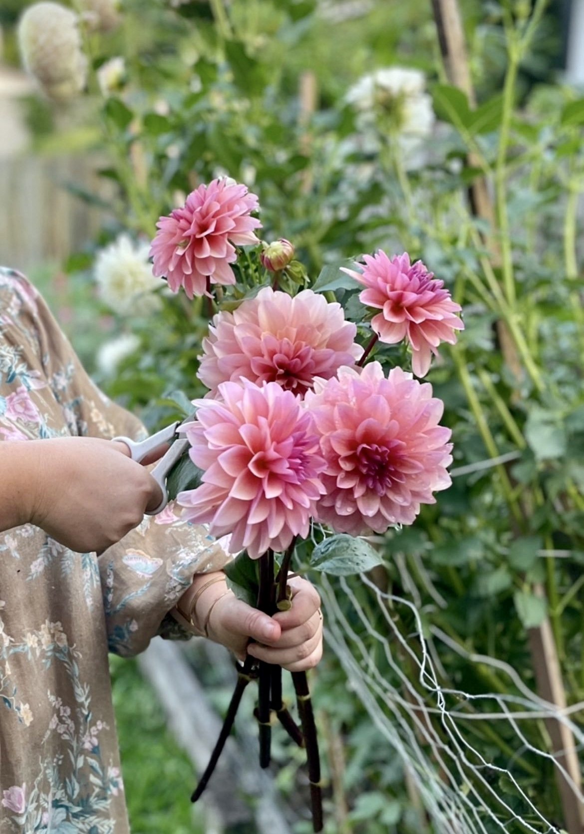 Where To Buy Dahlia Tubers in the United States (2024 Edition ...