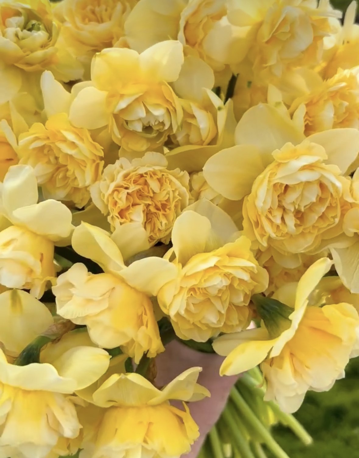 daffodils to buy in australia 16.jpg