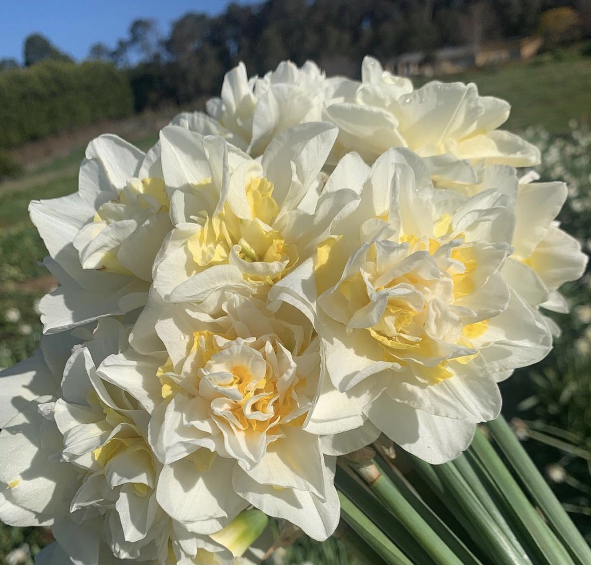 daffodils to buy in australia 10.jpg