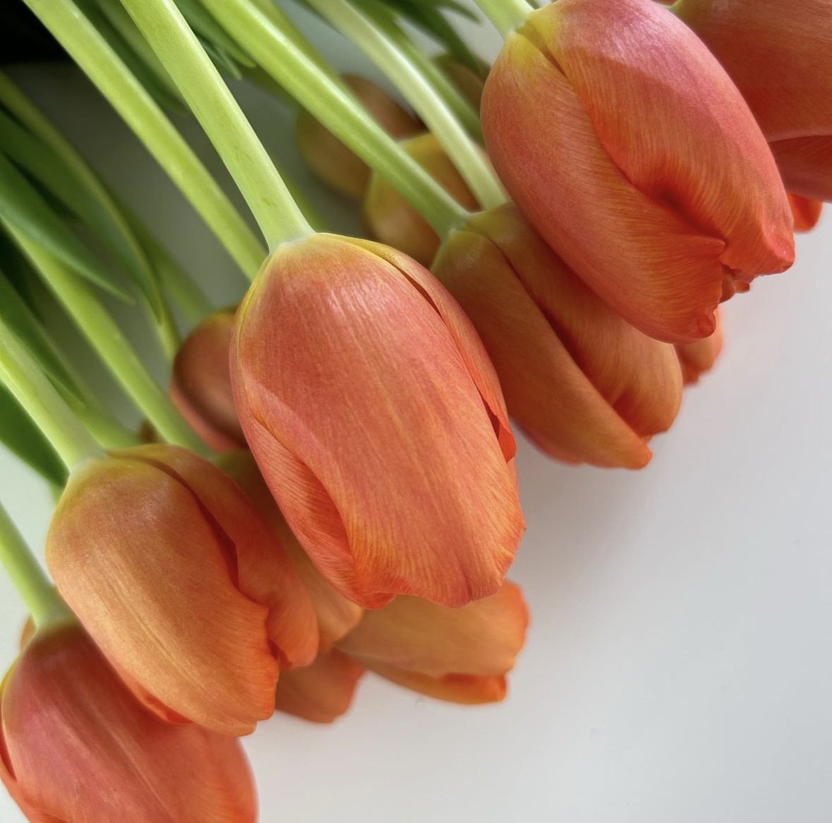 tulips to buy in australia 14.jpg
