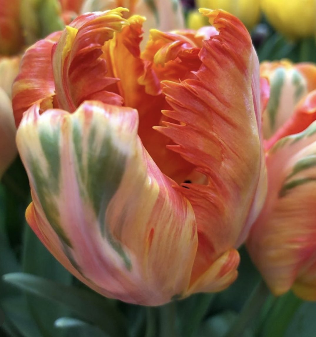 tulips to buy in australia 16.jpg